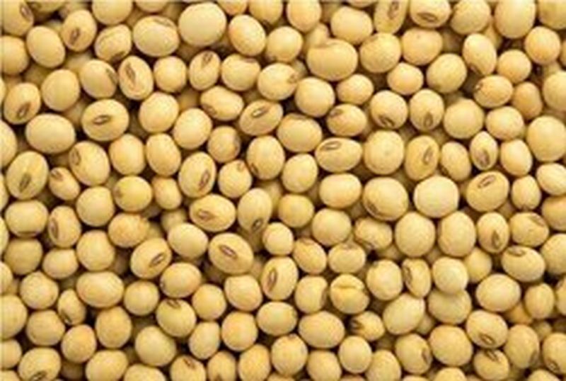 Purchase of 26 Thousand quintals of soyabeans in Manora Market Committee | मानोरा बाजार समितीत २६ हजार क्विंटल सोयाबीनची खरेदी