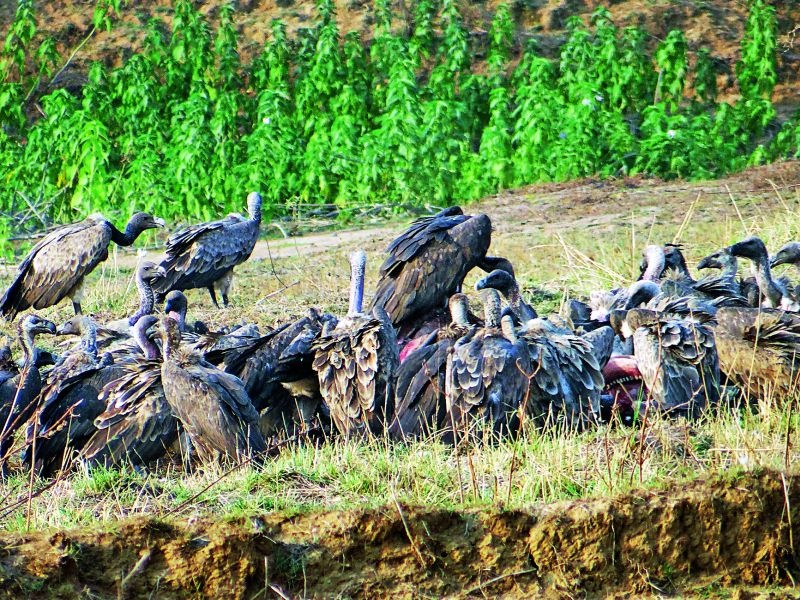 The affliction of Gadchiroli restaurant in Kashmir and Afghanistan vultures | काश्मीर व अफगाणिस्तानातील गिधाडांना गडचिरोलीच्या उपाहारगृहांची ओढ