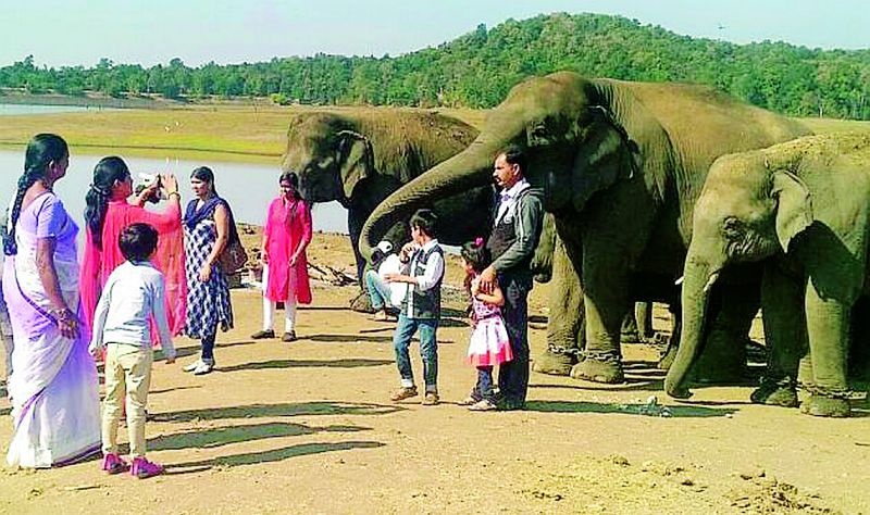 Kamalapur Elephant Camp | कमलापूरचा हत्ती कॅम्प