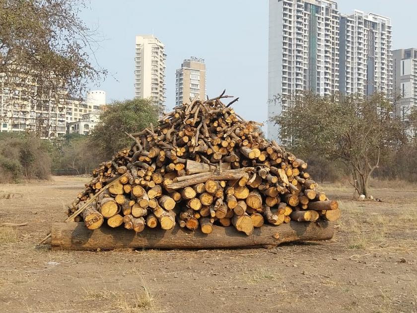 Navi Mumbai Incidents of unauthorized felling of trees in the city | पामबीच रोडनजीक सारसोळे खाडीकिनारी वृक्षतोड; मद्यपींसह गर्दुल्यांचा अड्डा