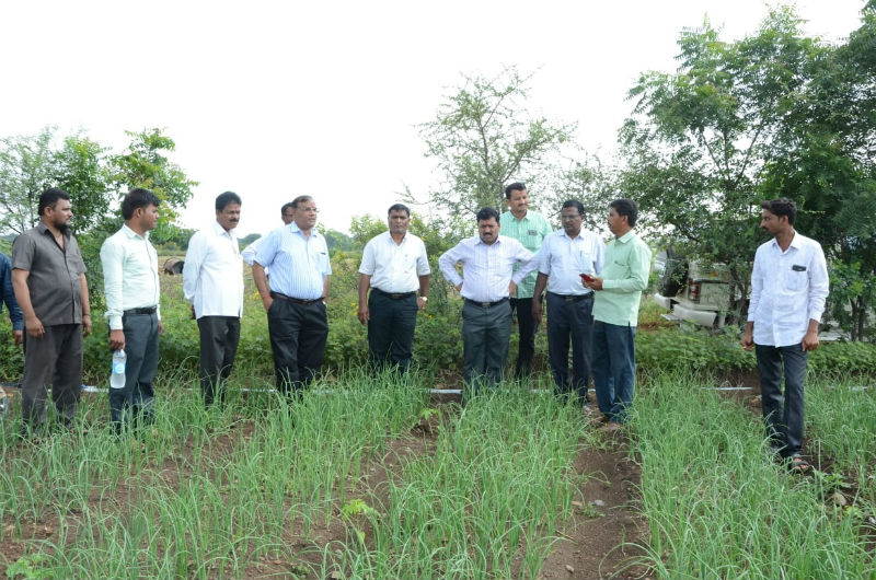 Planting of onion made in 80 acres of land in the Solapur district | सोलापूर जिल्ह्यात स्प्रिंकलरव्दारे ८० एकरावर केली कांद्याची लागवड