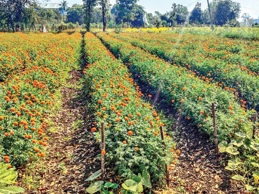 Climate change slowed the yield of marigold | हवामान बदलामुळे झेंडूचे उत्पन्न मंदावले