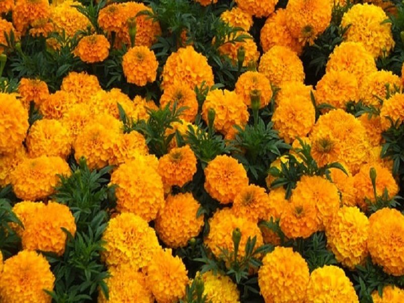 The farmers left the hundreds of quintal marigold on street of Aurangabad | शेकडो क्विंटल झेंडू सोडून शेतकरी परतले