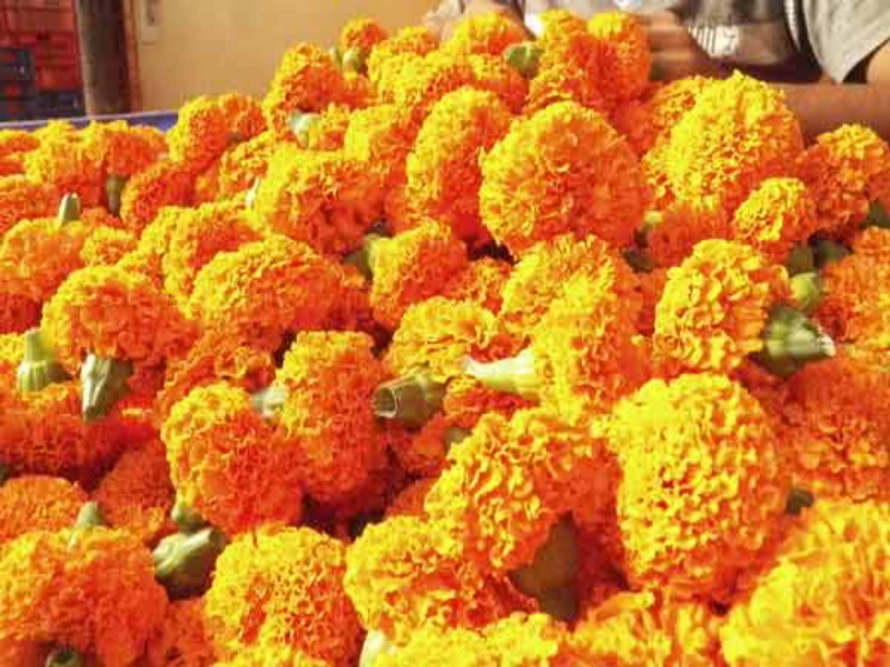 The demand for marigold increased and the buds of the growers opened At the moment of Dussehra | दसऱ्याच्या मुहूर्तावर झेंडुची मागणी वाढली, उत्पादकांची कळी खुलली