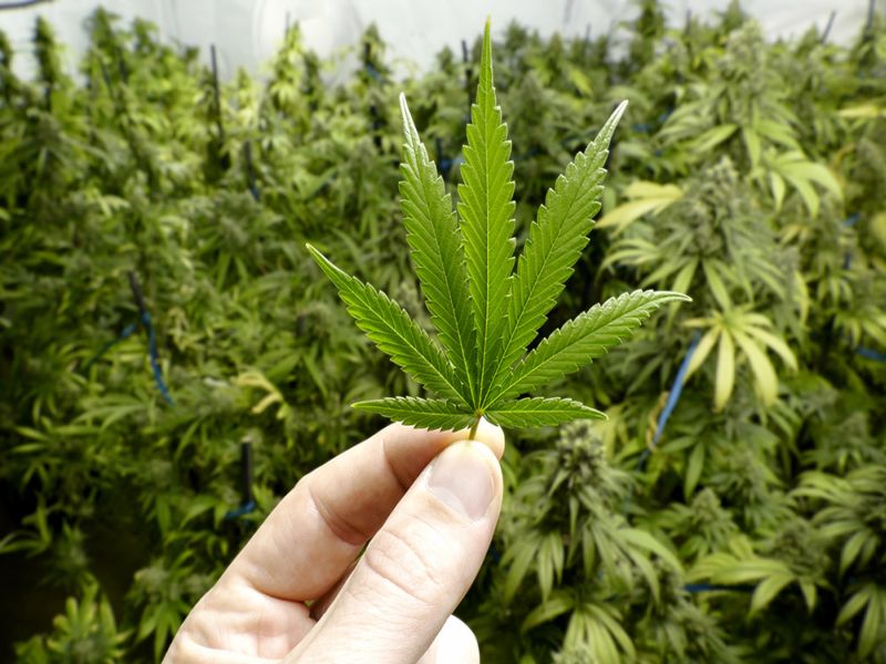 The possibility of a bill coming to Parliament for legalizing the use of hemp | गांजाचा वापर कायदेशीर ठरविण्यासाठी संसदेत विधेयक येण्याची शक्यता
