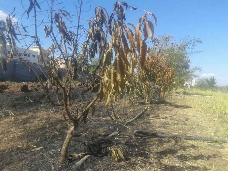 crop loss in Marunji, Pimpri Chinchwad due to short circuit | मारुंजीत शॉर्टसर्किटमुळे फळबाग भस्मसात; शेतकऱ्यांचे लाखो रुपयांचे नुकसान