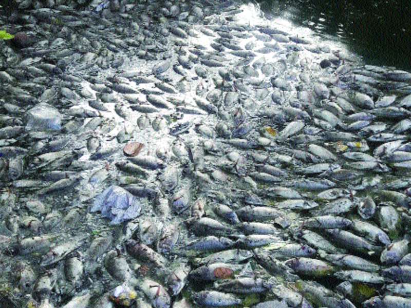 Dead fish cost in the Thane lake | ठाण्यातील तलावात मृत माशांचा खच