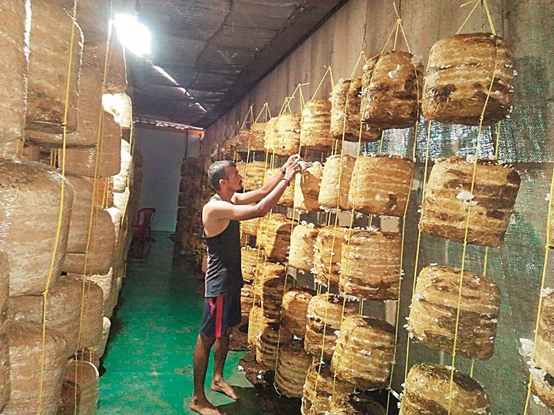 ex Army jawan becomes the only mushroom producer in Nashik district | लष्कराचा माजी जवान बनला नाशिक जिल्ह्यातील एकमेव मशरूम उत्पादन