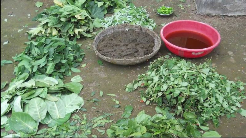 Promotion of organic farming in Sevagram; Dashparni extract is effective | सेवाग्राममध्ये सेंद्रिय शेतीला प्रोत्साहन; दशपर्णी अर्क ठरतोय प्रभावी