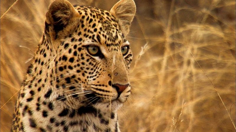 Ignoring the wildlife department, the leopard was killed | वन्यजीव विभागाचे दुर्लक्षच ‘त्या’ बिबट्याच्या जीवावर बेतले