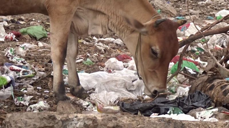 After the surgery, about 30 kg of plastic was released in the stomach of the cow | शस्त्रक्रियेनंतर गायीच्या पोटात निघाले तब्बल ३० किलो प्लास्टिक