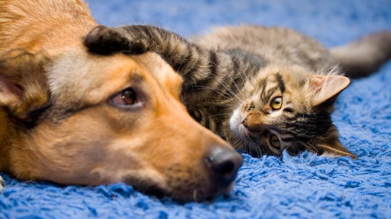 World Animal Day; Like humans, dogs and cats also get cancer and heart disease | जागतिक पशुदिन; माणसांप्रमाणे कुत्रे, मांजरींनाही होतो कॅन्सर व हार्टचा आजार