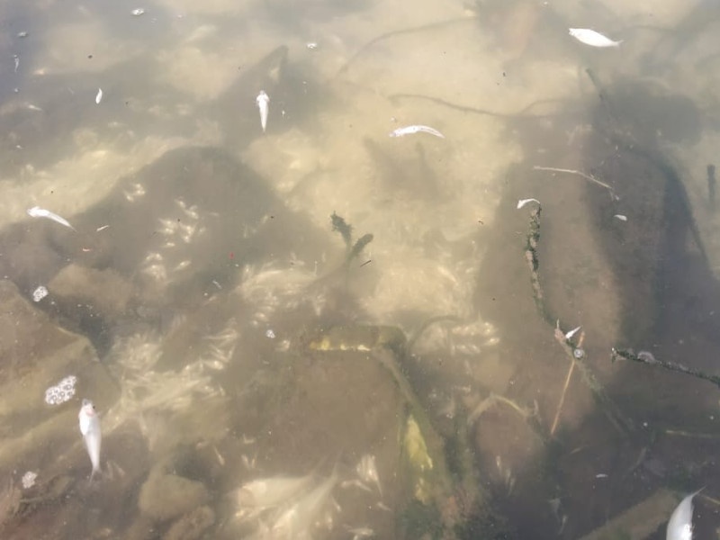Fish die with polluted water in Jambhulwadi lake | जांभुळवाडी तलावातील प्रदूषित पाण्याने माशांचा मृत्यू