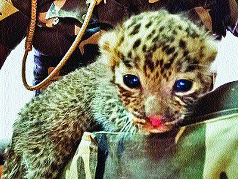 A few days ago, a seven-day old was found in the leopard yevur forest | आई घेऊन जात नाही म्हणून उद्यानच सांभाळणार बछड्याला