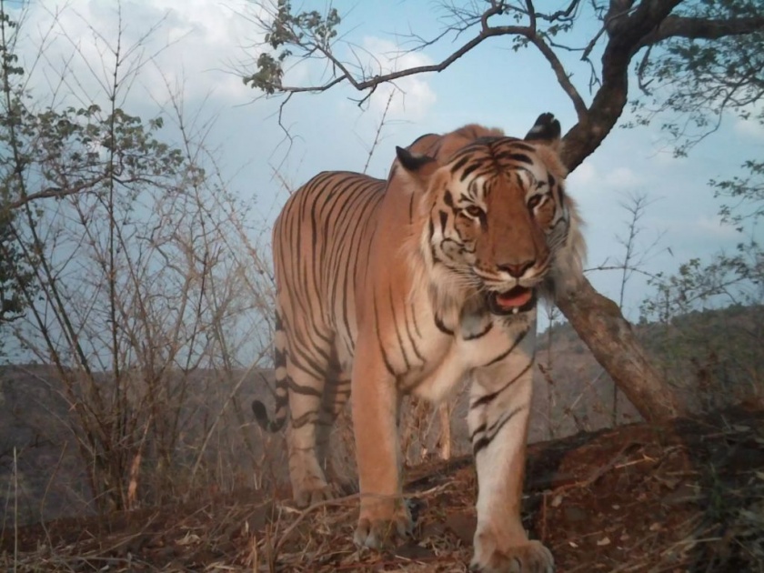 Report of malpractice case in Melghat tiger conservation fund hidden? | मेळघाट व्याघ्र संवर्धन निधीत गैरव्यवहार प्रकरणाचा अहवाल दडविला?