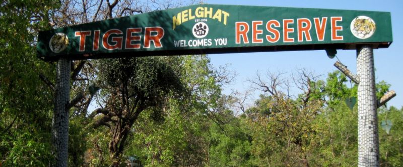 Order of the High Court: Take action against the villagers who are in the Melghat forest | हायकोर्टाचा आदेश : मेळघाट जंगलात शिरलेल्या गावकऱ्यांवर कारवाई करा