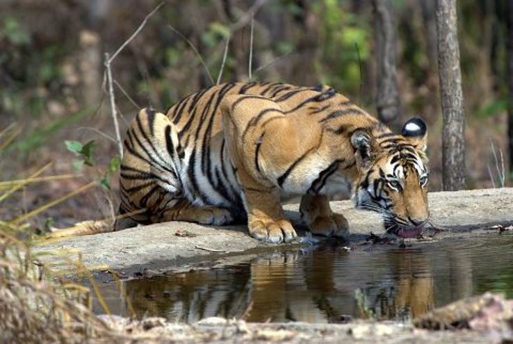 Melghat tiger project found 16 tigers, 29 leopard | मेळघाट व्याघ्र प्रकल्पात आढळले १६ वाघ, २९ बिबट!