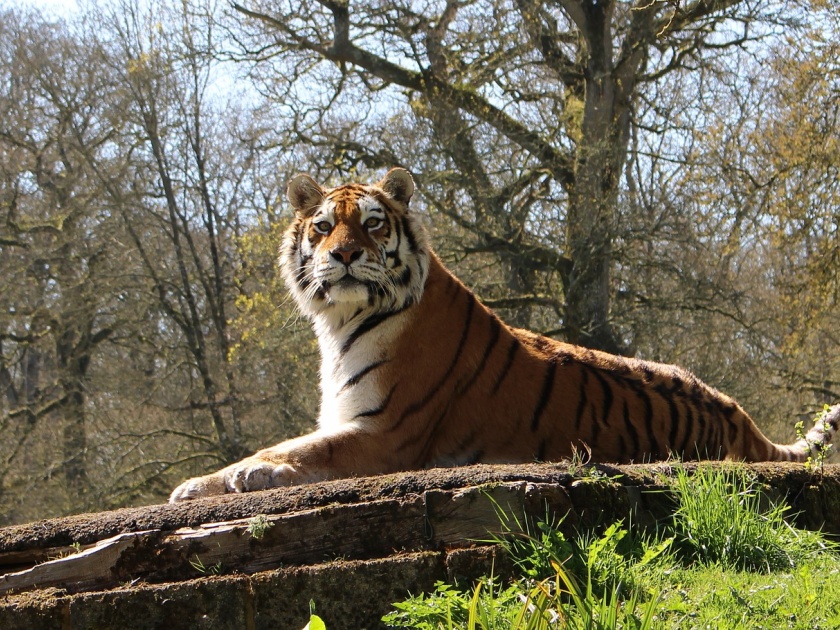 Capacity to handle a hundred tigers in the Melghat Tiger Project | मेळघाट व्याघ्र प्रकल्पात शंभर वाघांचा सांभाळ करण्याची क्षमता