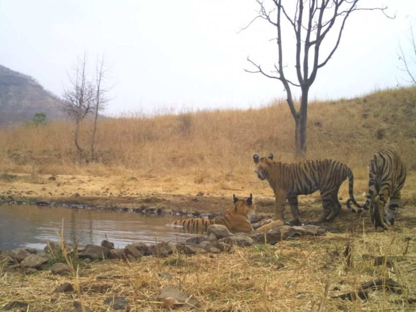 Student sight Four Tigers in Jungle Safari | जंगल सफारीत विद्यार्थ्यांना घडले चार वाघांचे दर्शन