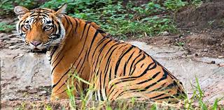 Death of three tigers, three leopards in Melghat tiger project | मेळघाट व्याघ्र प्रकल्पात वर्षभरात तीन वाघ, तीन बिबट्यांचा मृत्यू