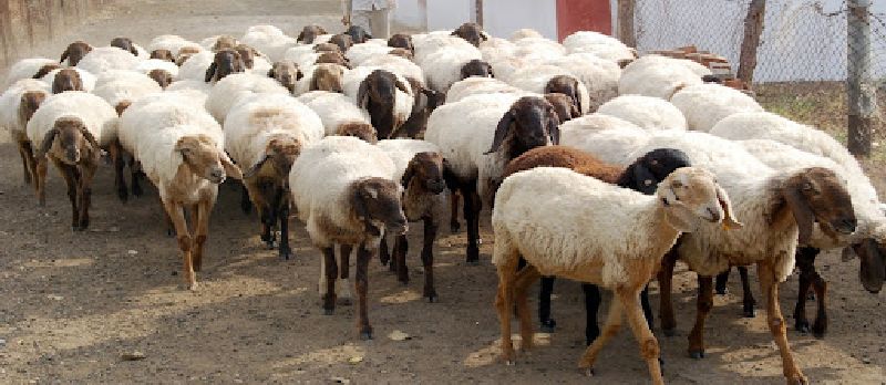 a fast moving truck crushed hundreds of sheep at Paratwada-Anjangaon road | भरधाव ट्रकने शंभरावर मेंढ्यांना चिरडले, परतवाडा-अंजनगाव मार्गावरील घटना