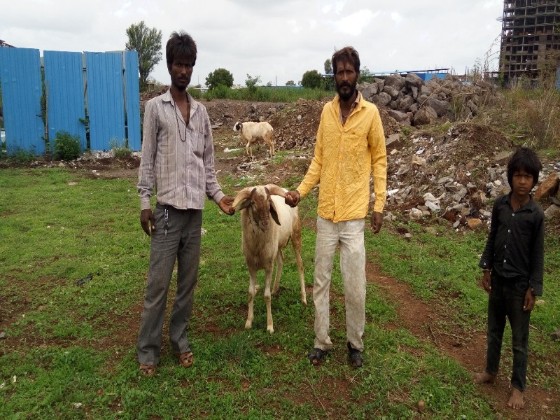 Herbal breeding business in loss and Wheezing Sheep doing for living role of support | जडीबुटी विक्री व्यवसायाला घरघर.... उदर निर्वाहासाठी मेंढीपालनाचा जोड 