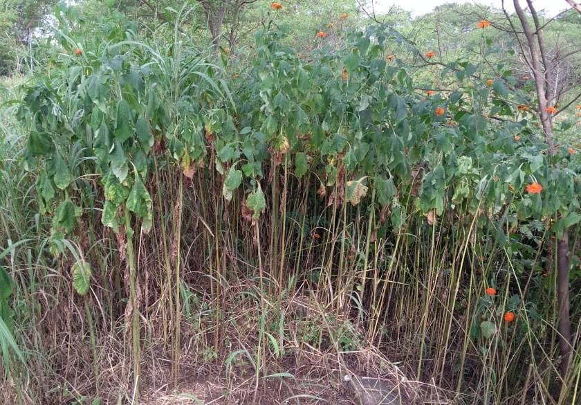 The need to prevent the rise of Mexican sunflowers, eradication campaign from Shivaji University | ‘मेक्सिकन सनफ्लॉवर’ची वाढ रोखण्याची गरज, शिवाजी विद्यापीठाकडून निर्मूलन मोहीम
