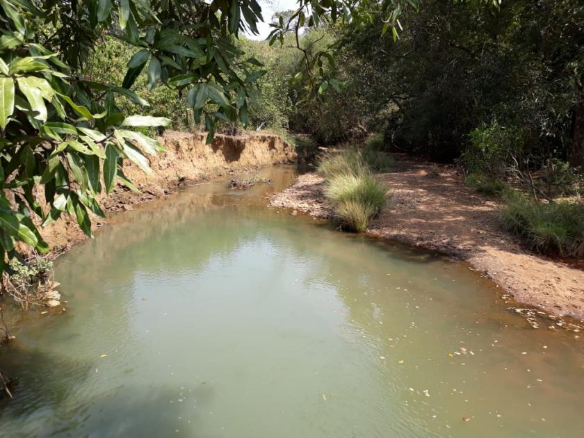 Mhadei's water level is falling down, many photos presented | म्हादईचे पाणी आटलेय, अनेक फोटो सादर