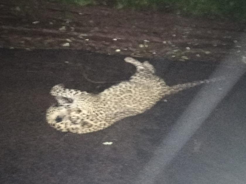 Leopard found dead on Urul-Thomse road in Satara | Satara News: उरुल-ठोमसे रस्त्यावर बिबट्या मृतावस्थेत आढळला