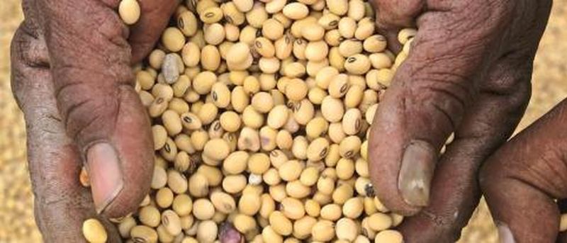 35% adulteration found in Mahabeej seeds! | महाबीजच्या बियाण्यात आढळली ३५ टक्के भेसळ !