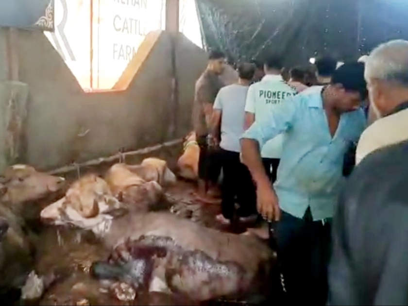 Assault on animals in stables; Five buffaloes killed and 11 injured in Mathefiru attack | तबेल्यातील जनावरांवर माथेफिरुचा प्राणघातक हल्ला; पाच म्हशींचा मृत्यू तर ११ जखमी 
