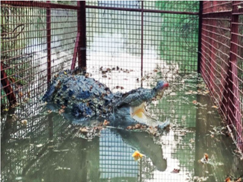 The crocodile that was seen in the creek near the corporation headquarters was found four days later | पालिका मुख्यालयालगत खाडीत दिसलेली मगर चार दिवसांनी लागली हाती