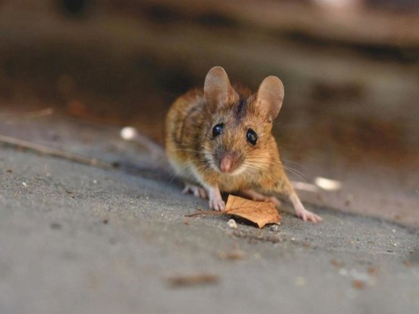Aging reversed in mice on putting young mouse poop in old mouse know about experiment | काय सांगता! वृद्ध उंदरांना बनवलं तरूण, जाणून घ्या वैज्ञानिकांनी कशी केली ही कमाल!