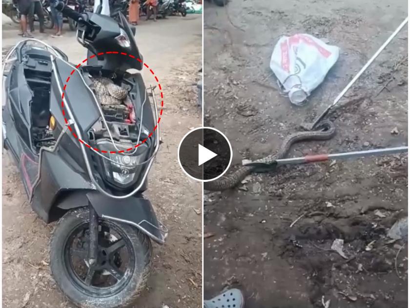 A video of a 7-foot snake found in a scooty in Chennai is currently going viral on social media | अबब! चेन्नईत चक्क स्कूटीमध्ये आढळला ७ फुटांचा साप; व्हिडीओ पाहून अंगावर येईल काटा!