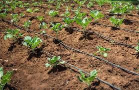 Fund of Micro irrigation set pending | सूक्ष्म सिंचन संचाचा निधी रखडला!