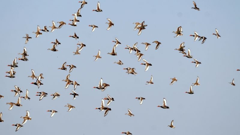 European 'Bar-Headed Guj' birds in Nagpur | युरोपियन ‘बार हेडेड गुज’ पक्षी नागपुरात