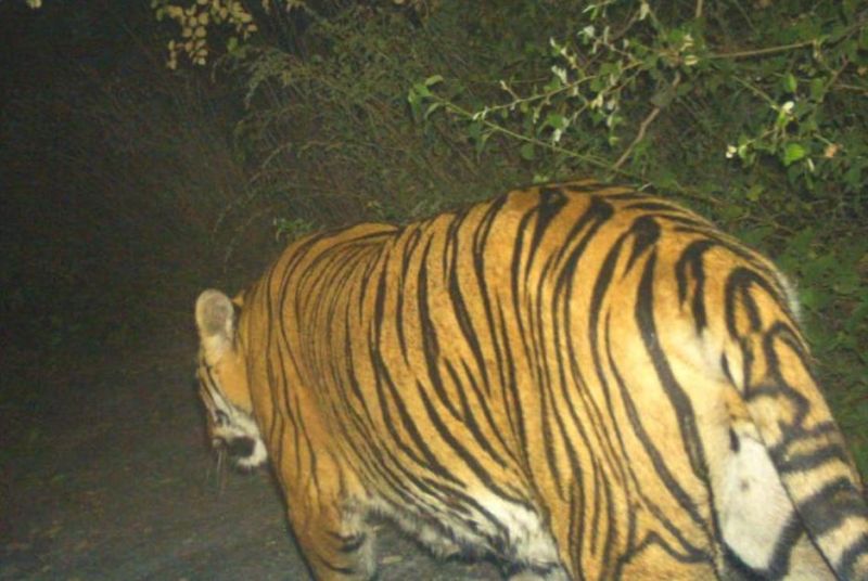 Tigers again in the Mihan area | मिहान परिसरात पुन्हा पट्टेदार वाघाचे दर्शन