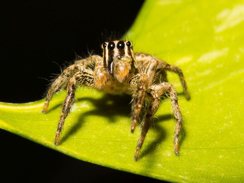 Spiders and Biodiversity | कोळी आणि जैवविविधता