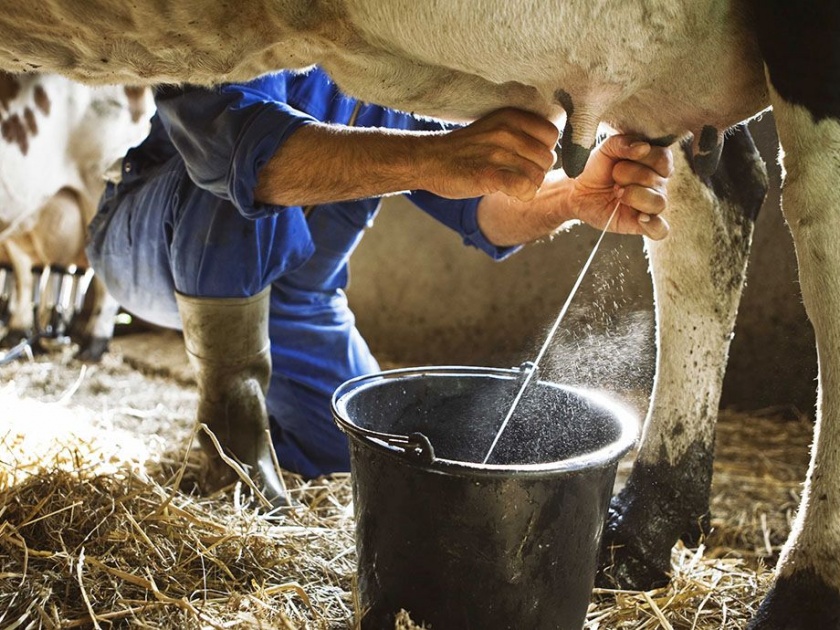 The only way to buy milk animals after the market is 'unlocked'! | बाजार ‘अनलाॅक’नंतरच दुधाळ जनावरांची खरेदी लागणार मार्गी!
