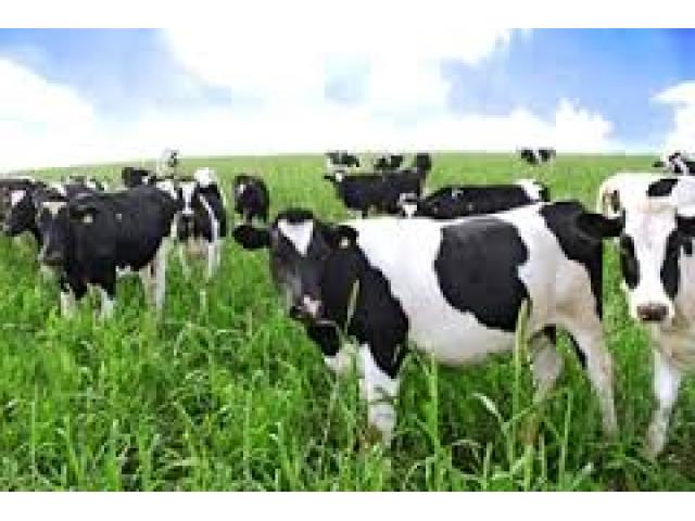 Distribution of milk animals to 75% subsidy | ७५ टक्के अनुदानावर होणार दुधाळ जनावरांचे वाटप