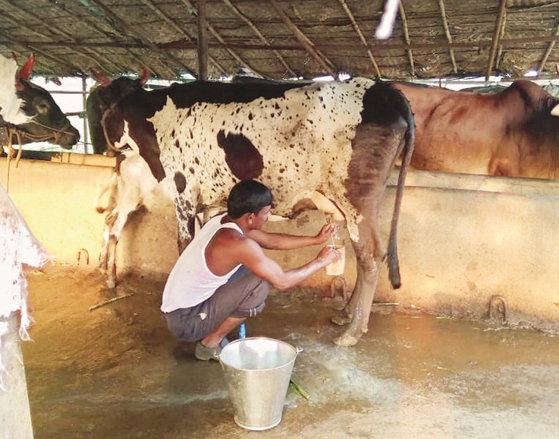 Milk revolution in Telaki | टेळकीत दूधक्रांती गतिमान
