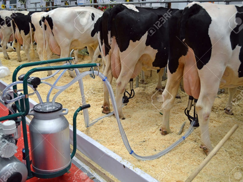Farmers in Solapur district will get milk extractors; Find out what ZP's plan is | सोलापूर जिल्ह्यातील शेतकऱ्यांना मिळणार दूध काढणी यंत्र; जाणून घ्या काय आहे झेडपीची योजना