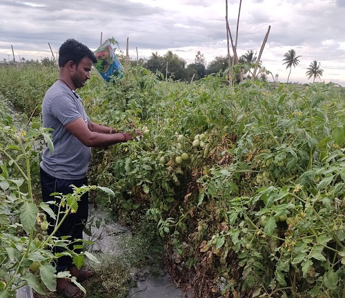 A farmer in Miraj taluka took eight lakh tomatoes in 30 guntas | ३० गुंठ्यांत ८ लाख रुपयांचे टोमॅटो; मिरजमधील शेतकऱ्यानं 'करून दाखवलं'