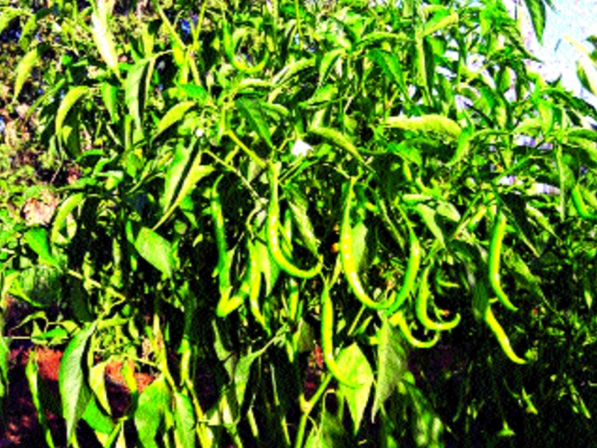 Chillies brought sweetness to the life of a farmer | मिरचीने शेतकऱ्याच्या जीवनात आणला गोडवा
