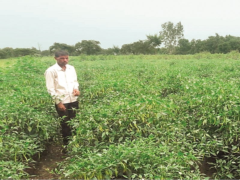 The yields of lakhs obtained from only 10 gunthe farm of chilli cultivation | अवघ्या १० गुंठ्यात मिरची लागवडीतून मिळवले लाखोंचे उत्पन्न