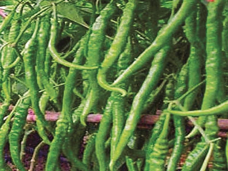 Earnings of one and a half lakhs by generating chilli seeds in 10 guntha land | १० गुंठे शेतीत मिरची बीजोत्पादन करून दीड लाखाची केली कमाई
