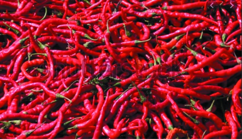 Accompanied farmers by red pepper during the Corona period | कोरोना काळात लाल मिरचीने दिली शेतकऱ्यांना साथ