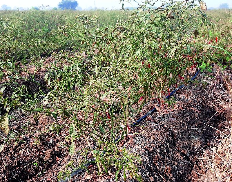 chilli crop damaged due to weather change in nagpur district | मिरचीने आणले डोळ्यात पाणी! चुरड्यामुळे पिकांचे नुकसान
