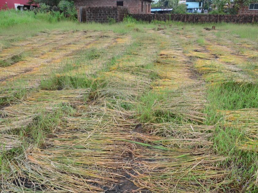 Heavy rains hit 20 per cent paddy fields in the district | पावसाचा तडाखा, जिल्ह्यात वीस टक्के भातशेतीला झळ
