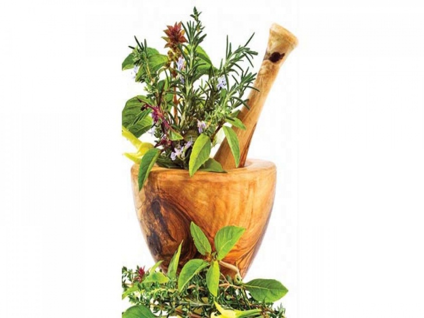Consumption of tulsi, currey leaves and neem are healthy; benefits are much more | या तीन पानांचे सेवन आहे गुणकारी; फायदे वाचून व्हाल अवाक्...